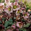 Helleborus × Ericsmithii Pirouette (PBR) | 2L Pot -Plants outlet store PL30003224 e1cb