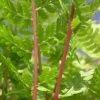 Athyrium Filix-femina Subsp. Angustum F. Rubellum Lady In Red | 2L Pot -Plants outlet store PL30003463 2244
