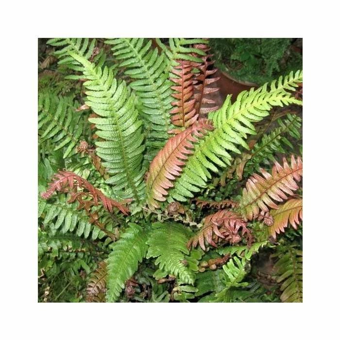 Doodia Media | 2 Litre Pot 3 Doodia Media | 2 Litre Pot