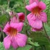 Rehmannia Walberton's Magic Dragon ('Walremadra') (PBR) | 2 Litre Pot 1 Rehmannia Walberton's Magic Dragon ('Walremadra') (PBR) | 2 Litre Pot -Plants outlet store PL30003470 4260
