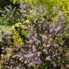 Ceanothus Tuxedo (PBR) | 2L Pot -Plants outlet store PL30003511 6cbe