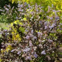 Ceanothus Tuxedo (PBR) | 2L Pot