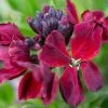 Erysimum Cheiri Vulcan | 1 Pack Of 10 2 Erysimum Cheiri Vulcan | 1 Pack Of 10 -Plants outlet store PL30003520 04d9