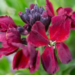 Erysimum Cheiri Vulcan | 1 Pack Of 10