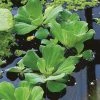 Pistia Stratiotes | 1 Plant -Plants outlet store PL30003636 be28