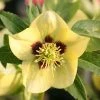 Helleborus × Hybridus Harvington Yellow With Dark Eye | 2L Pot -Plants outlet store PL30003738 9869