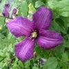 Clematis Valour | 3L Pot -Plants outlet store PL30003799 107a