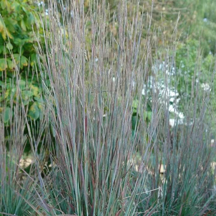 Schizachyrium Scoparium Standing Ovation (PBR) | 2L Pot 3 Schizachyrium Scoparium Standing Ovation (PBR) | 2L Pot