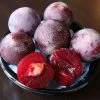 Plumcot Flavor King (Pluot Series) | Vva-1 12lt (bush) -Plants outlet store PL30003873 109c
