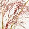 Miscanthus Sinensis Red Cloud ('Emphis01') (PBR) | 2L Pot 2 Miscanthus Sinensis Red Cloud ('Emphis01') (PBR) | 2L Pot -Plants outlet store PL30003938 a5da