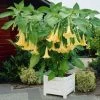 Brugmansia Yellow | 19cm Pot -Plants outlet store PL30004004 b254