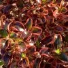 Coprosma Inferno (PBR) | 2 Litre Pot 2 Coprosma Inferno (PBR) | 2 Litre Pot -Plants outlet store PL30004094 11e9
