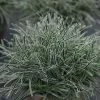 Ficinia Truncata Ice Crystal | 1.5L Pot -Plants outlet store PL30004099 3fc8
