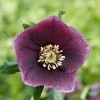 Helleborus × Hybridus Harvington Dusky | 2L Pot 1 Helleborus × Hybridus Harvington Dusky | 2L Pot -Plants outlet store PL30004102 67fd