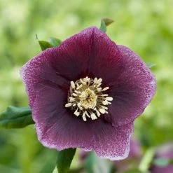 Helleborus × Hybridus Harvington Dusky | 2L Pot