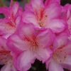 Rhododendron Eucharitis | 5 Litre Pot 2 Rhododendron Eucharitis | 5 Litre Pot -Plants outlet store PL30004178 5b7a