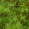 Acer Palmatum Dissectum | 7.5 Litre Pot -Plants outlet store PL30004391 1c7b