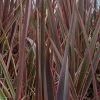 Phormium Maori Queen | 7.5L Pot -Plants outlet store PL30004406 e1d4