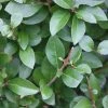 Ligustrum Ovalifolium | 12L Pot -Plants outlet store PL30004446 5483