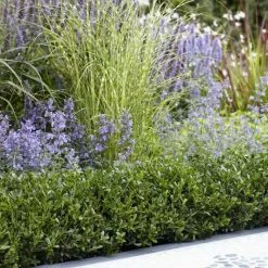 Ilex Crenata Luxus ('Annys5') (PBR) | 2L Pot