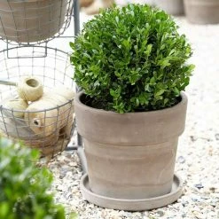 Ilex Crenata Luxus Globe ('Annys5') (PBR) | 2L Pot