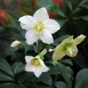 Helleborus Niger | 2 Litre Pot 1 Helleborus Niger | 2 Litre Pot -Plants outlet store PL30004526 ff15
