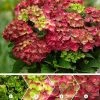 Hydrangea Macrophylla Ruby Tuesday (PBR) | 2L Pot -Plants outlet store PL30004632 e8f1