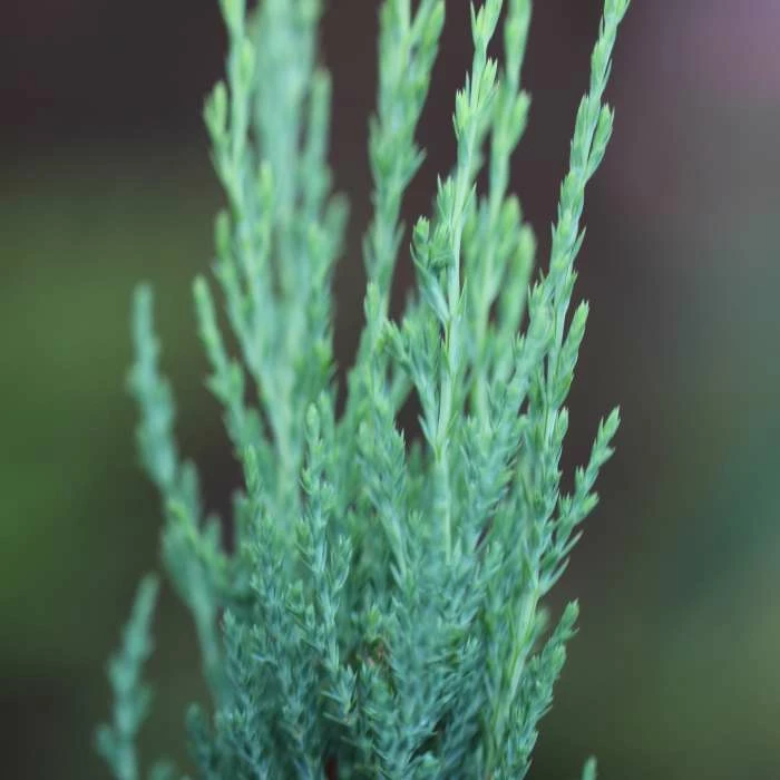 Juniperus Scopulorum Blue Arrow | 3 Litre Pot 3 Juniperus Scopulorum Blue Arrow | 3 Litre Pot