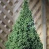 Picea Glauca Var. Albertiana Conica | 3L Pot -Plants outlet store PL30004732 4b67