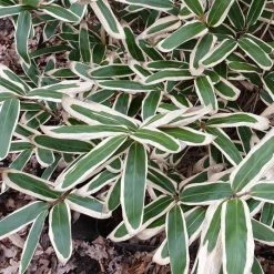 Sasa Veitchii | 2L Pot