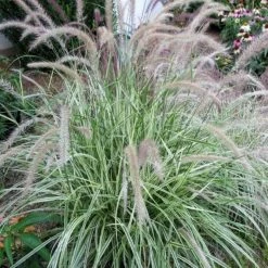 Pennisetum Setaceum Sky Rocket (PBR) | 2L Pot