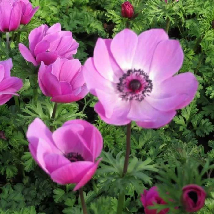 Anemone Coronaria Harmony Orchid (Harmony Series) | 2 Litre Pot 3 Anemone Coronaria Harmony Orchid (Harmony Series) | 2 Litre Pot