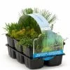 Oxygen Plants | 6 X 9cm Pots 1 Oxygen Plants | 6 X 9cm Pots -Plants outlet store PL30004853 d822