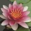 Nymphaea Attraction | 1L Aquatic Pot 2 Nymphaea Attraction | 1L Aquatic Pot -Plants outlet store PL30004861 a565