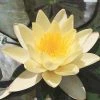 Nymphaea Marliacea Chromatella | 1L Aquatic Pot 1 Nymphaea Marliacea Chromatella | 1L Aquatic Pot -Plants outlet store PL30004862 0b96