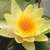 Nymphaea Yellow Sensation | 1L Aquatic Pot 2 Nymphaea Yellow Sensation | 1L Aquatic Pot -Plants outlet store PL30004863 c5c2