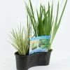 Planted 40cm Oval Mixed Basket (plants Included) | 40cm Aquatic Basket -Plants outlet store PL30004866 2ac7