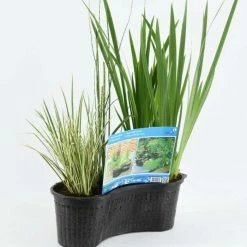 Planted 40cm Oval Mixed Basket (plants Included) | 40cm Aquatic Basket