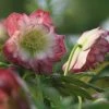 Helleborus × Hybridus Harvington Double Blush | 2L Pot -Plants outlet store PL30004879 ef02
