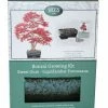 Bonsai Sweet Gum - Seed Growing Kit | Gift Set 1 Bonsai Sweet Gum - Seed Growing Kit | Gift Set -Plants outlet store PL30004900 4471