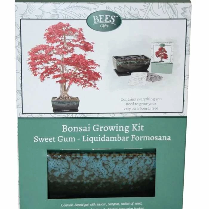 Bonsai Sweet Gum - Seed Growing Kit | Gift Set 3 Bonsai Sweet Gum - Seed Growing Kit | Gift Set