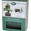 Bonsai Pine - Seed Growing Kit | Gift Set 2 Bonsai Pine - Seed Growing Kit | Gift Set -Plants outlet store PL30004903 eb20