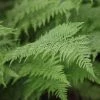 Athyrium Filix-femina | 2L Pot 2 Athyrium Filix-femina | 2L Pot -Plants outlet store PL30005016 b3b9