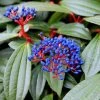 Viburnum Davidii | 10L Pot -Plants outlet store PL30005037 f839
