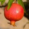 Pomegranate Dente Di Caval | 1.5 Litre Pot 1 Pomegranate Dente Di Caval | 1.5 Litre Pot -Plants outlet store PL30005205 e2e5