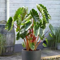Colocasia Esculenta Hawaiian Punch | 18cm Aquatic Pot