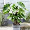 Colocasia Esculenta Mojito | 18cm Aquatic Pot 2 Colocasia Esculenta Mojito | 18cm Aquatic Pot -Plants outlet store PL30005298 b29d