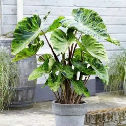 Colocasia Esculenta Mojito | 18cm Aquatic Pot