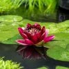 Nymphaea Black Princess | 1 Litre Aquatic Pot 1 Nymphaea Black Princess | 1 Litre Aquatic Pot -Plants outlet store PL30005304 3ef7