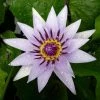 Nymphaea Capensis | 3 Litre Aquatic Pot -Plants outlet store PL30005305 7702